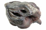 Fossil Woolly Rhino (Coelodonta) Tooth - Siberia #370965-2